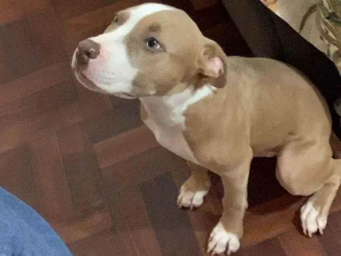 Cachorro ra a Pit-Bull idade 7 a 11 meses nome Apolo