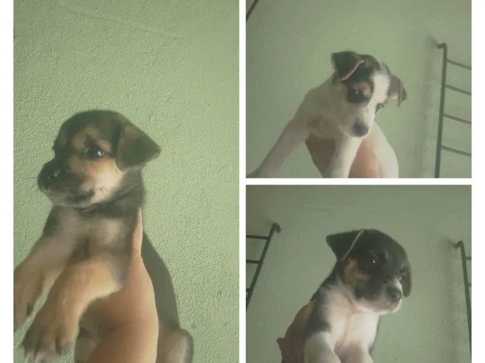 Cachorro ra a SRD-ViraLata idade Abaixo de 2 meses nome SAKURA,SHITARA, SHAKIRA,LION