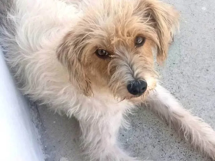 Cachorro ra a Mista idade 1 ano nome Perla