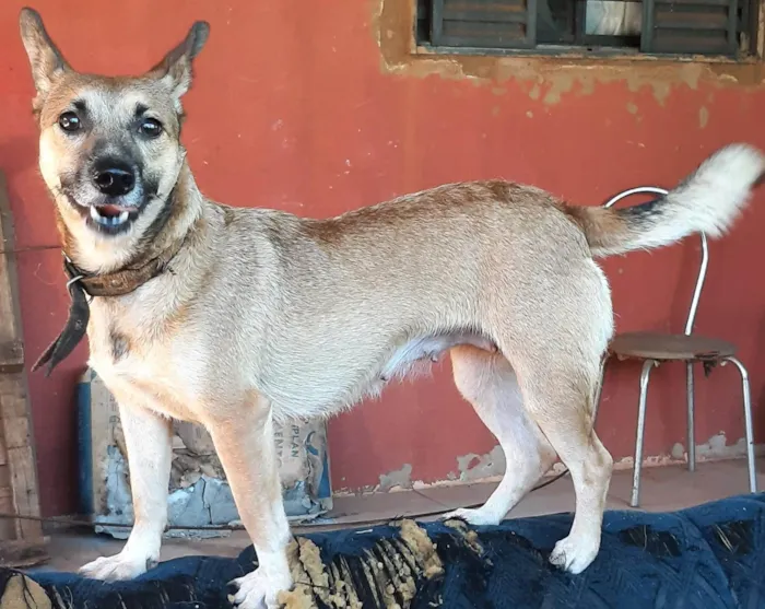 Cachorro ra a salsicha misturada idade 4 anos nome Kyra Kyara