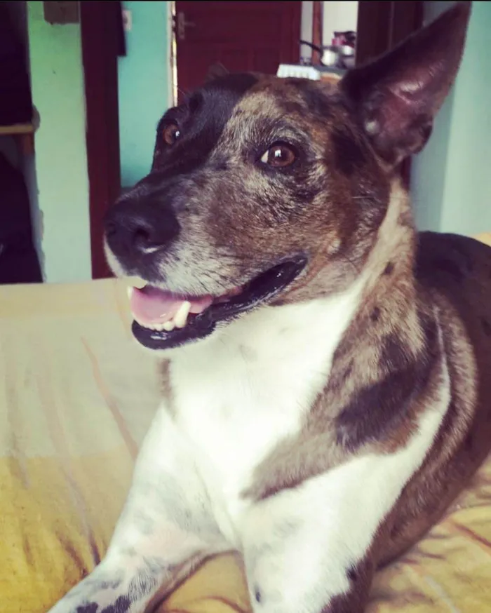 Cachorro ra a Basenji, não puro. idade 6 ou mais anos nome Pirata