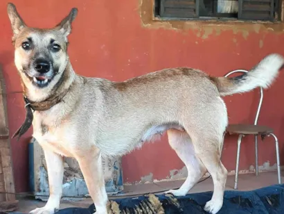 Cachorro raça salsicha misturada idade 4 anos nome Kyra Kyara