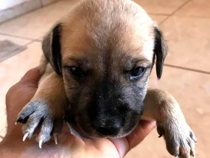 Cachorro ra a  idade  nome Mel e Lola