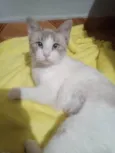 GATINHA
