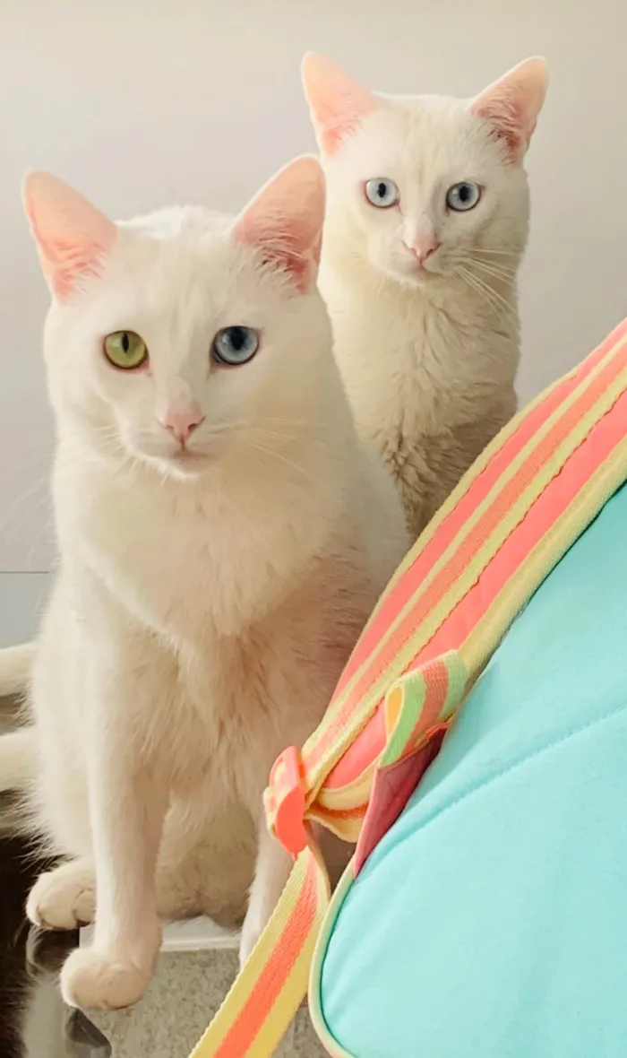 Gato ra a SRD-ViraLata idade 2 anos nome Mel e Nino