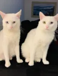 Mel e Nino