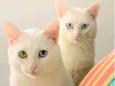 Mel e Nino