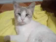 GATINHA