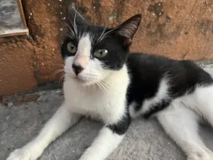 Gato raça Vira lata idade 7 a 11 meses nome Foi abandonada 