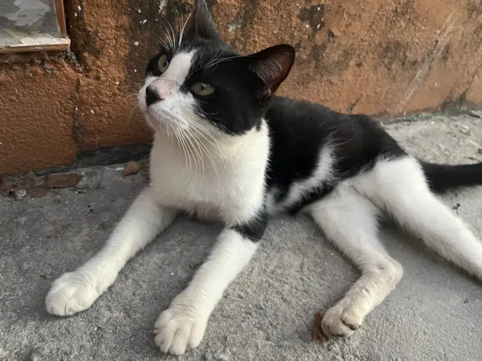 Gato ra a Vira lata idade 7 a 11 meses nome Foi abandonada 