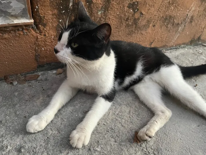 Gato ra a Vira lata idade 7 a 11 meses nome Foi abandonada 