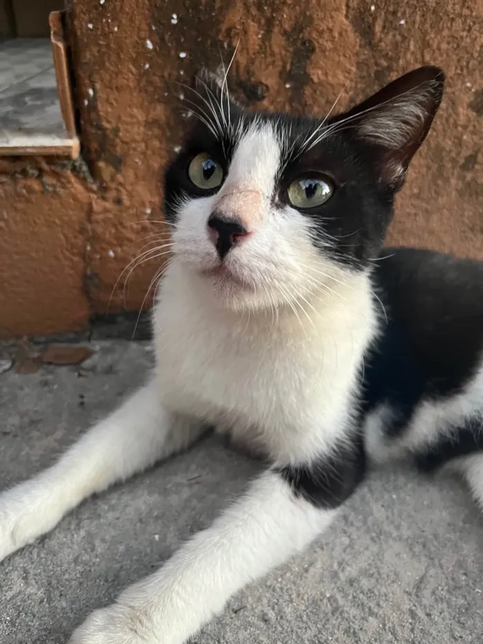 Gato ra a Vira lata idade 7 a 11 meses nome Foi abandonada 