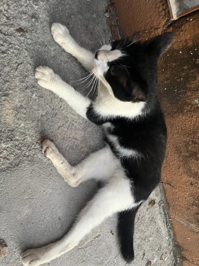 Gato ra a Vira lata idade 7 a 11 meses nome Foi abandonada 