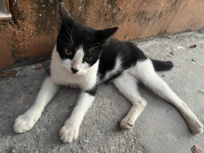 Gato ra a Vira lata idade 7 a 11 meses nome Foi abandonada 