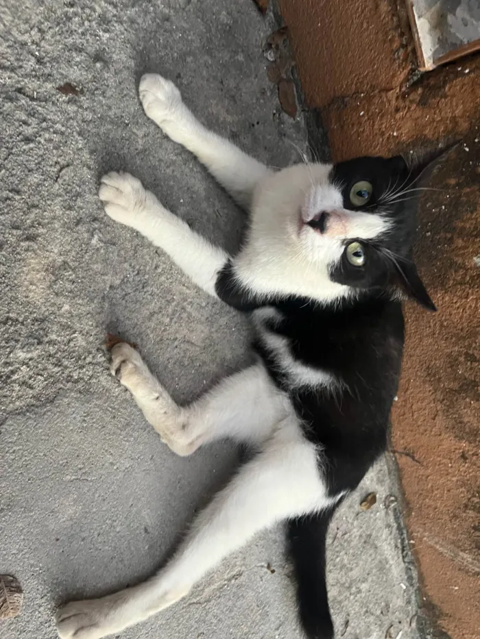 Gato ra a Vira lata idade 7 a 11 meses nome Foi abandonada 