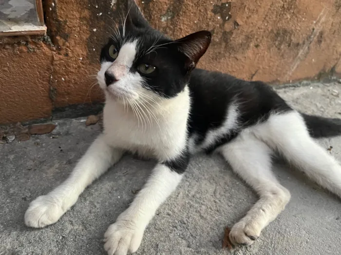 Gato ra a Vira lata idade 7 a 11 meses nome Foi abandonada 