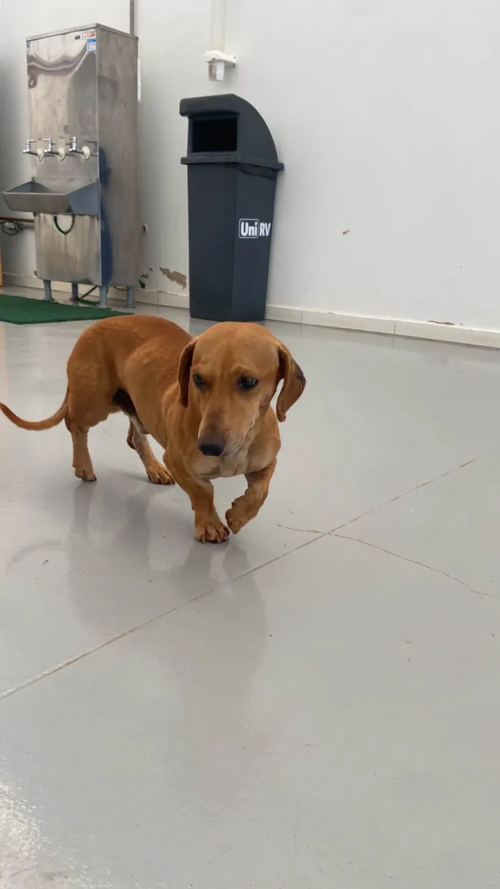 Cachorro ra a salsicha  idade 4 anos nome sem nome 