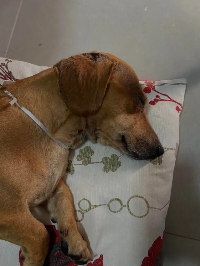 Cachorro ra a salsicha  idade 4 anos nome sem nome 