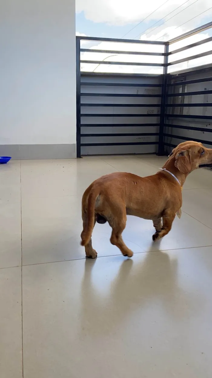 Cachorro ra a salsicha  idade 4 anos nome sem nome 