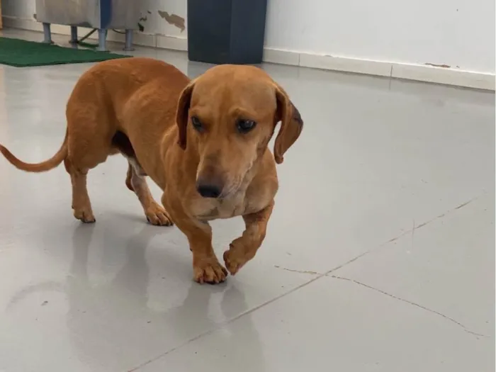 Cachorro ra a salsicha  idade 4 anos nome sem nome 