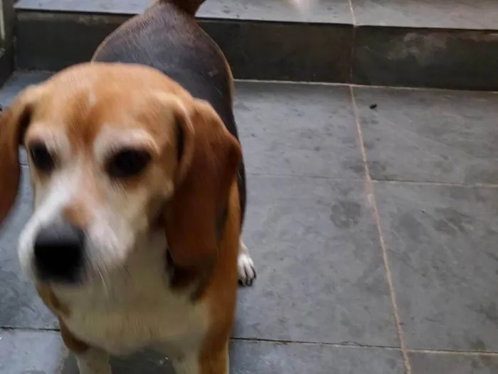 Cachorro ra a Beagle idade 6 ou mais anos nome Nina