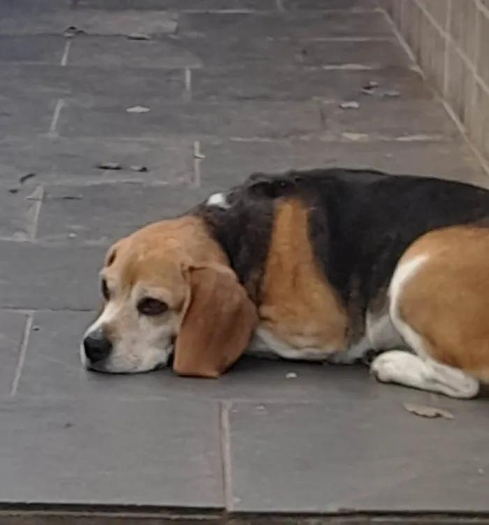 Cachorro ra a Beagle idade 6 ou mais anos nome Nina