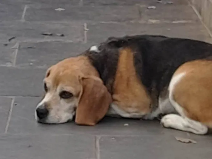 Cachorro ra a Beagle idade 6 ou mais anos nome Nina