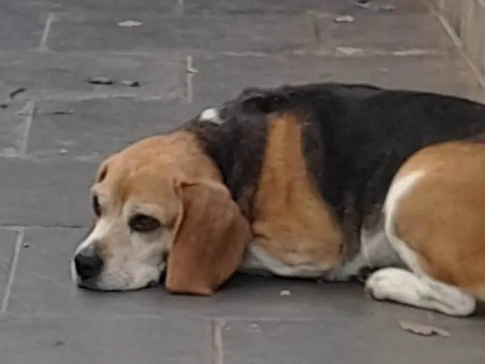 Cachorro ra a Beagle idade 6 ou mais anos nome Nina