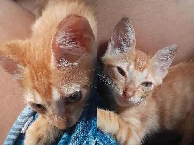 Gato ra a Persa idade Abaixo de 2 meses nome Alemão 