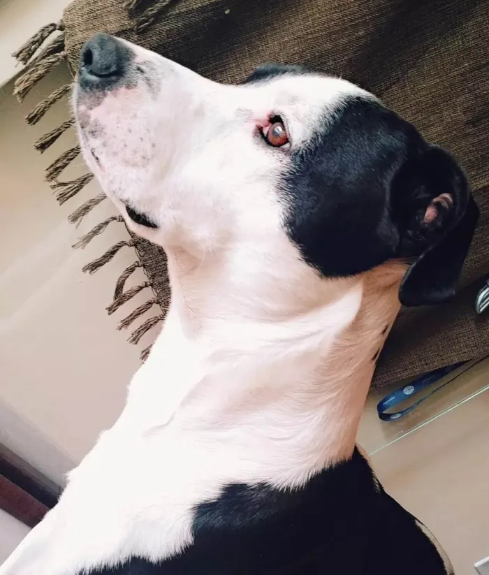 Cachorro ra a Sem raça definida  idade 5 anos nome Apolo