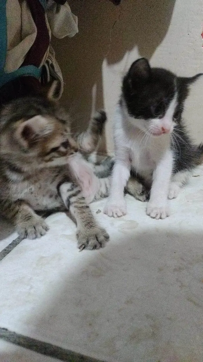 Gato ra a Mestiça idade 2 a 6 meses nome Oncinha , Bolinha e Pantera .