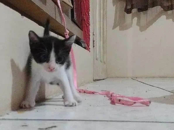 Gato ra a Mestiça idade 2 a 6 meses nome Oncinha , Bolinha e Pantera .