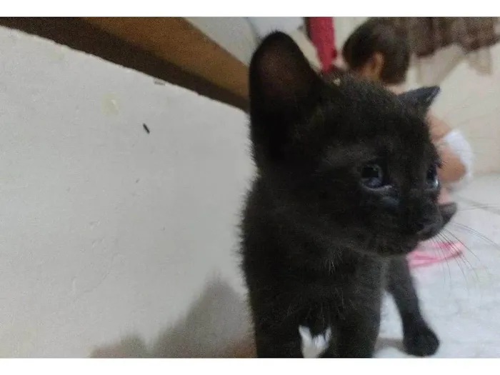 Gato ra a Mestiça idade 2 a 6 meses nome Oncinha , Bolinha e Pantera .