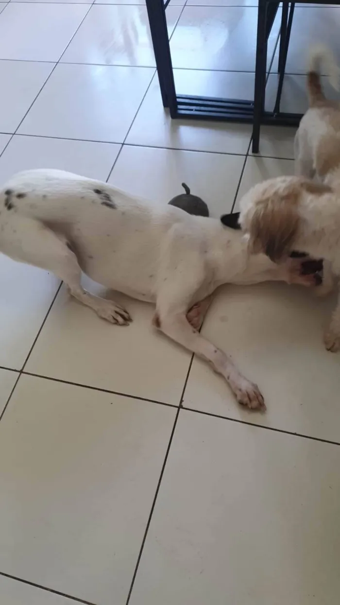 Cachorro ra a Srd idade 1 ano nome Amora