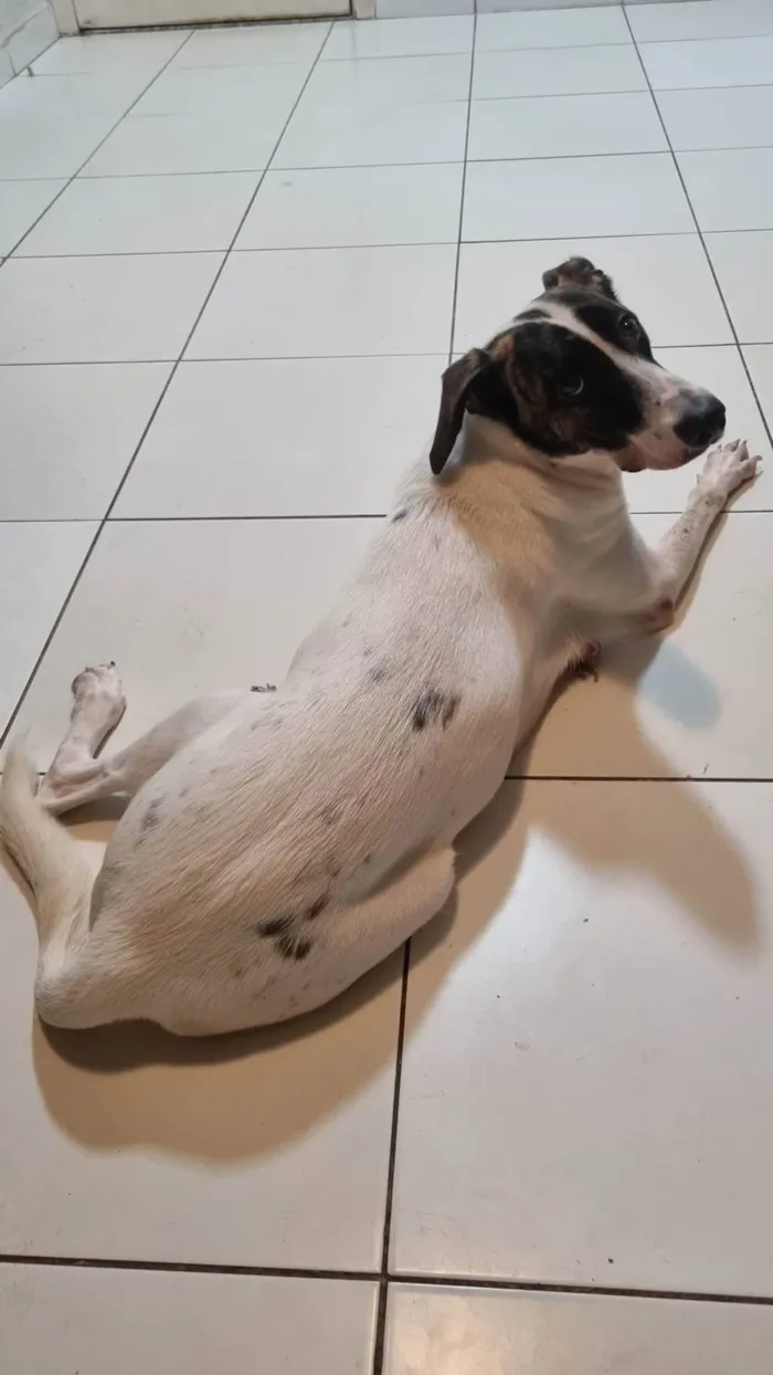 Cachorro ra a Srd idade 1 ano nome Amora