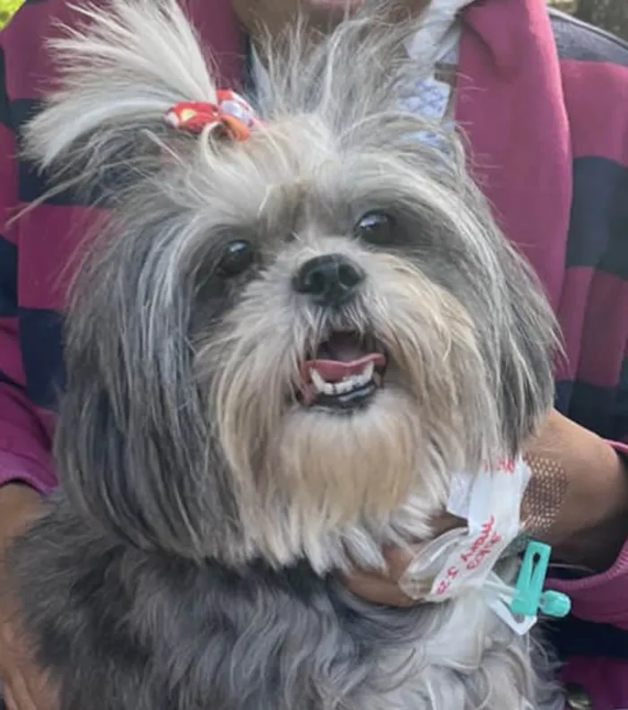 Cachorro ra a Mestica  idade 1 ano nome Malu 