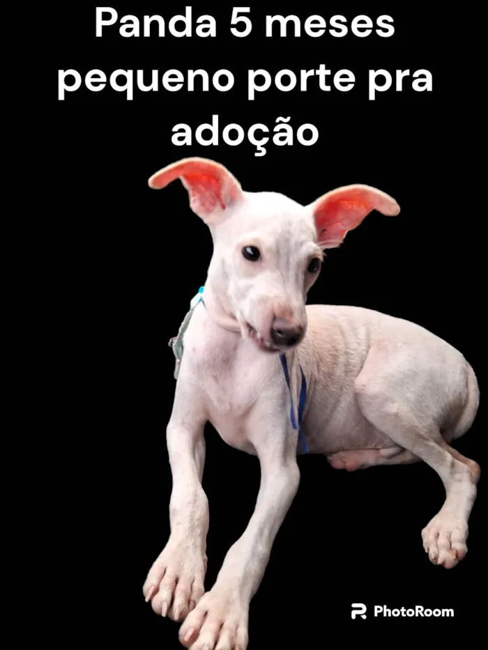 Cachorro ra a SRD-ViraLata idade 2 a 6 meses nome Pitico