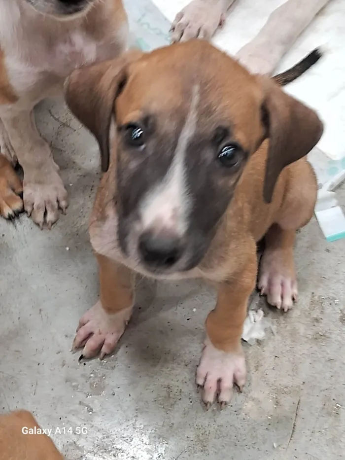 Cachorro ra a SRD-ViraLata idade 2 a 6 meses nome Toto