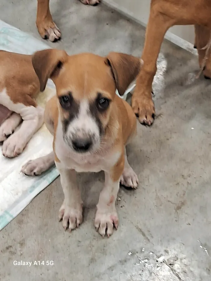 Cachorro ra a SRD-ViraLata idade 2 a 6 meses nome Sacha