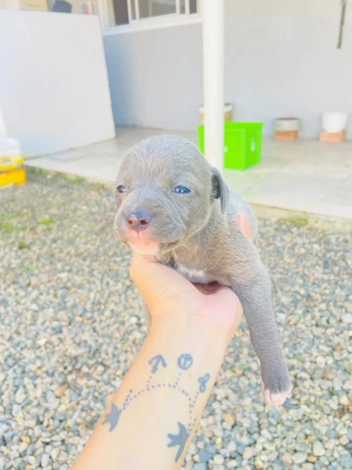 Cachorro ra a Sem raca  idade Abaixo de 2 meses nome Vão fazer 1 mês 