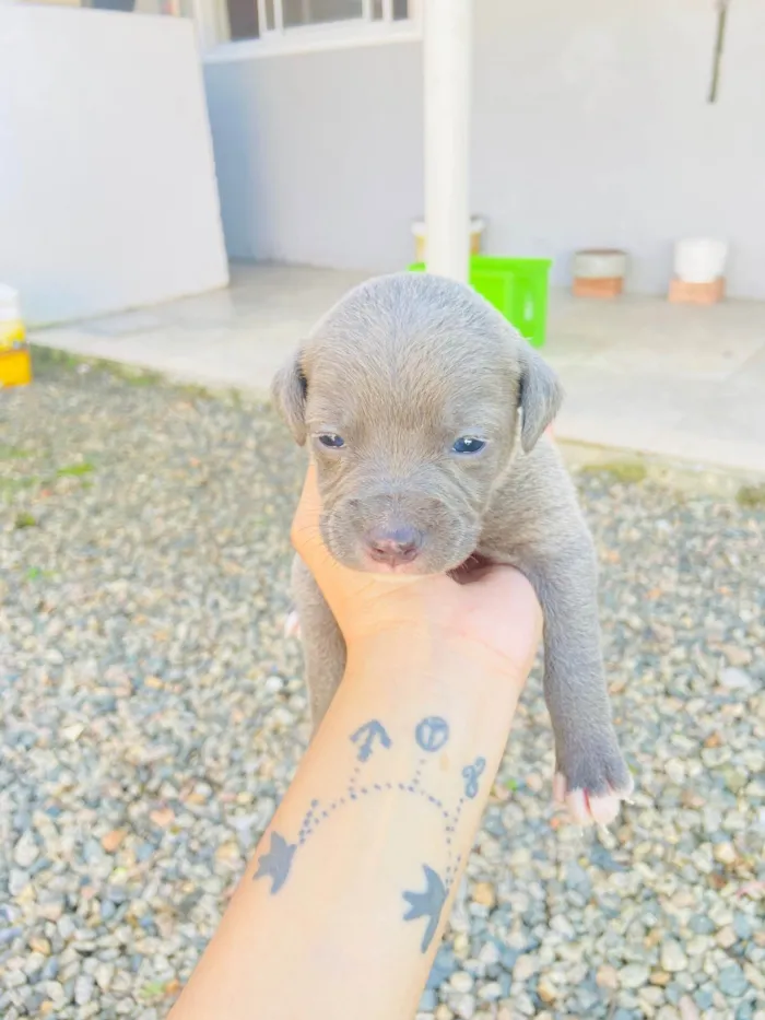 Cachorro ra a Sem raca  idade Abaixo de 2 meses nome Vão fazer 1 mês 