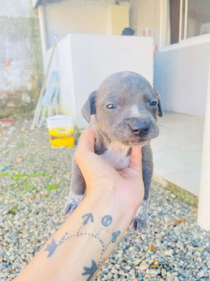 Cachorro ra a Sem raca  idade Abaixo de 2 meses nome Vão fazer 1 mês 