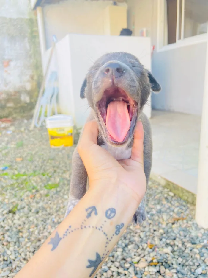 Cachorro ra a Sem raca  idade Abaixo de 2 meses nome Vão fazer 1 mês 