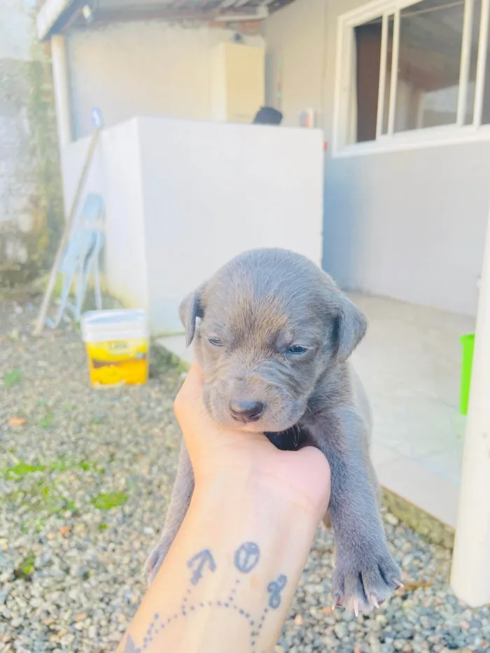 Cachorro ra a Sem raca  idade Abaixo de 2 meses nome Vão fazer 1 mês 