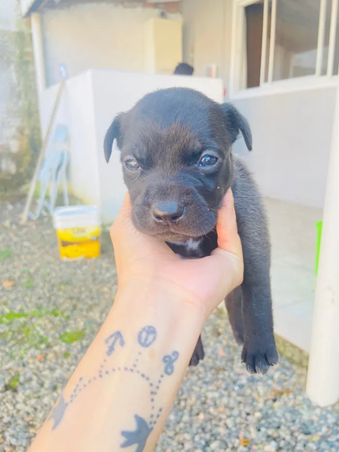 Cachorro ra a Sem raca  idade Abaixo de 2 meses nome Vão fazer 1 mês 