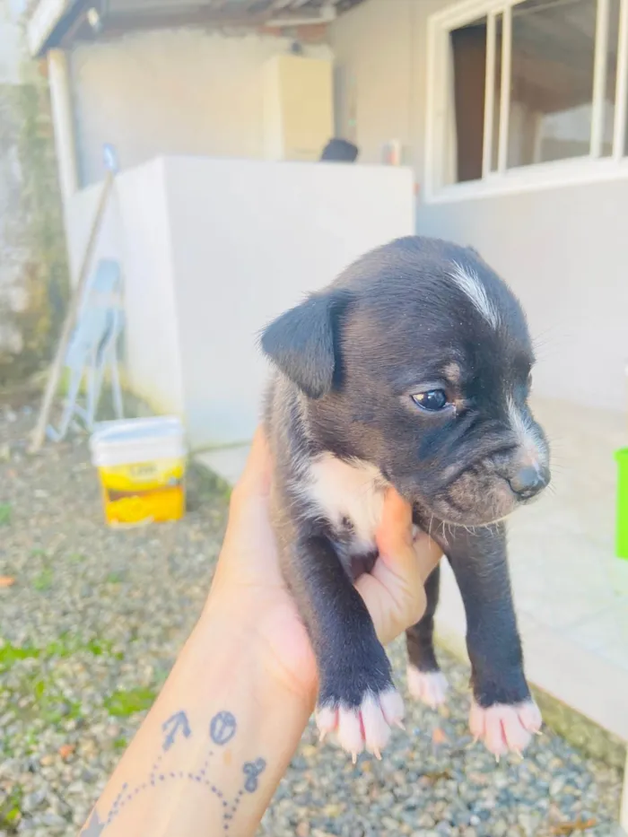 Cachorro ra a Sem raca  idade Abaixo de 2 meses nome Vão fazer 1 mês 