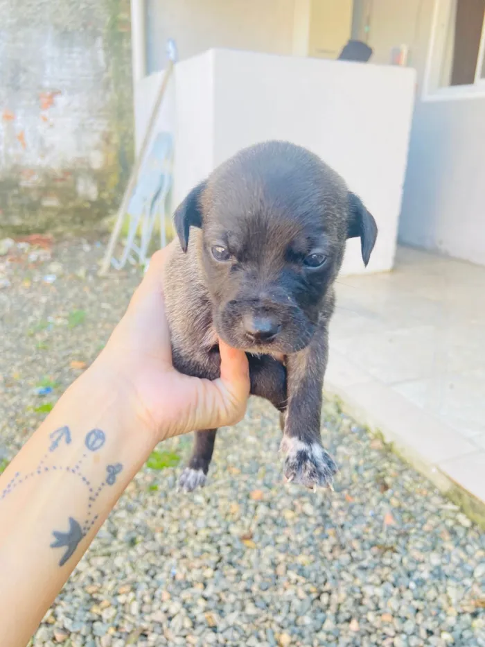 Cachorro ra a Sem raca  idade Abaixo de 2 meses nome Vão fazer 1 mês 