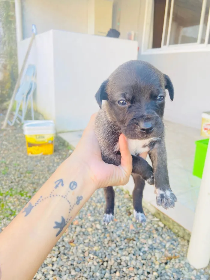 Cachorro ra a Sem raca  idade Abaixo de 2 meses nome Vão fazer 1 mês 