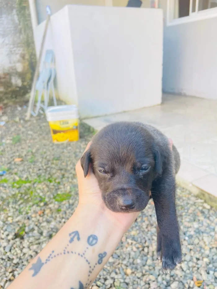 Cachorro ra a Sem raca  idade Abaixo de 2 meses nome Vão fazer 1 mês 