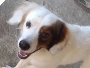 Cachorro raça SRD-ViraLata idade 2 anos nome Snoopy